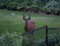 Resident deer in our backyard